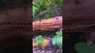 Low Budget Plants For Fish Tank! 🐠 | Offer From Bunny Cart 🤑