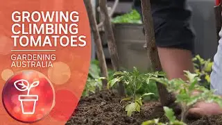 Growing Climbing Tomatoes | Growing Fruit and Vegies | Gardening Australia