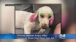 Florida Woman Angry, Upset After Groomer Gives Beloved Dog Neon Dye Job