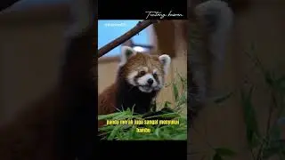 Hewan yang sangat lucu, panda merah #shorts