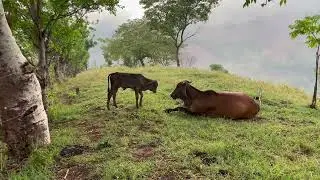 😧Ya empezó a llover y mira como están las vacas 🐄😍 ​​⁠#ganaderia #gyro #agro #agropecuaria #videos
