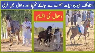 گھوڑے کے ٹھپکاچال اوردھمال میں کیافرق ہے؟دھمال کی کتنی اقسام ہوتی ہیں؟ہردھمال کاٹھپکاکیساہوتاہے؟