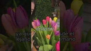 &iexcl;Vive la fiebre de la Tulipoman&iacute;a!