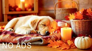 12 HOURS of Dog Calming Music for Dogs 🐶 Separation Anxiety Music 🎵 Deep Sleep 💖 No Ads #dogmusic
