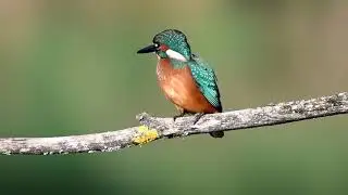 Kingfisher - Vodomec