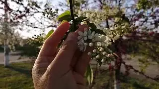 Bird cherry, my evening walk💮🕊️Цветы черемухи, весна пришла...