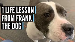 A Life Lesson From Frank the Dog