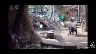 Haoko the gorilla running away with his baby
