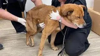 You&rsquo;ll Never Believe How This LOST Dog Was FOUND!