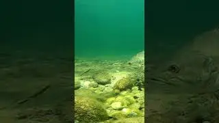 #fishing #short #shorts #mancing #mancingviral #bestfishing