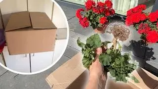 Секрет зимовки герани в бумажном пакете. Весной они будут цвести как безумные!