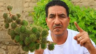 عشبة خطيرة وسامة تعادل سم الافعى الكبرى لا تزرعة ولا تدخلة بيتك