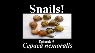 Snails! Cepaea nemoralis - The Grove Snail. Ep. 9
