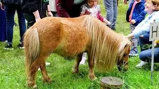 Shetland Pony Is A Scottish Breed Of Pony Originating In The Shetland Isles