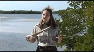 Ding Darling Trail - Birds