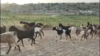 #viralvideo #goat #walking #animals #trending #funnyanimal 