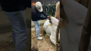 Salami check kro😨 #cowlover #cow #cattlemarket #mandi #cowmandi #animal #housecow #cowmarket