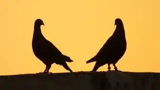 Magical view of birds at sunset