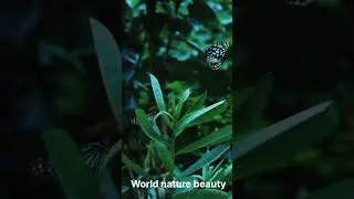 Beautiful aesthetic nature videos #nature #relaxing #butterfly 💖#tutajokabhitarasongstatus #shorts