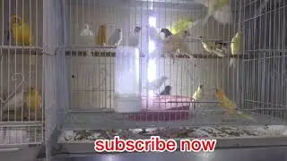 Sharjah Birds Market UAE🔥