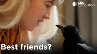 Lots of people hate magpies, this TikTok-famous bird is changing that.