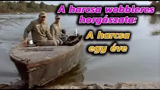 A harcsa wobbleres horgászata: A harcsa egy éve.