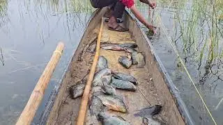 Aaj nalsarovar Mein net mein bahut sari Machhali a gai🐠😮 #fishing #video #fish #shorts #youtube 