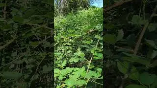 Fun Fact Blackberries have thorns. #nature #blackberry #hiking