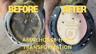 ASMR HORSE SHOEING #asmr 