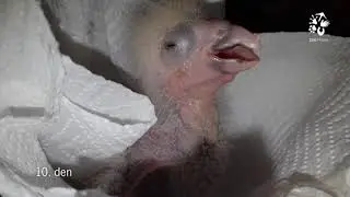 V Zoo Praha poprvé odchováváme mládě trichy orlího