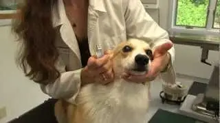 How to Apply Eye Medication