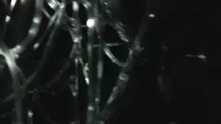 Inventarium