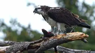 4K Slow Mo - Osprey dines on a huge starry flounder!