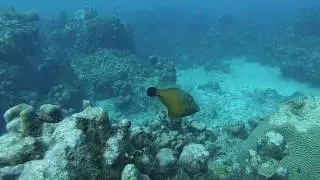 white spotted file fish orange phase