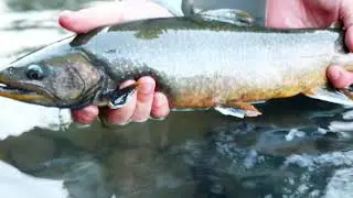 Evan & Drifters in Quartz Creek