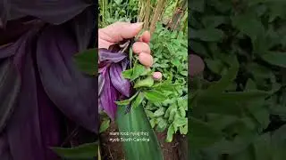 Qhia Tshuaj Zoo Raum Tsis Muaj Zog Zoo Tiag Tiag 7/25/2024
