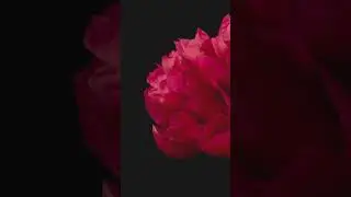 The Rose of Mandelbrot A Fractal Tale #makebelieve  #aiartwork #creative