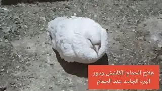 علاج الكاششان عند الحمام ودور البرد الجامد عند الحمام 