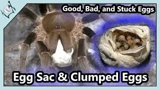 Opening Tarantula Egg Sac and Saving Some CLUMPED Eggs