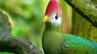 Beautiful Birds Singing and dancing in nature