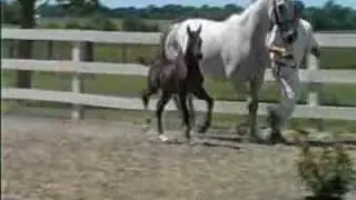 International GP mare produces a top FEI prospect daughter