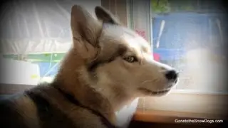Huskies Love Treats! Chewy Review! Shelby Refuses to give Paw!