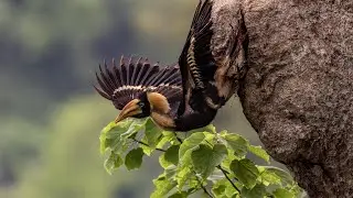 First great hornbill chick of the year takes wing in China's Hornbill Valley