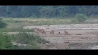Tiger crossing river at Ramnagar #jimcorbett near teda village,Sitabani zone...