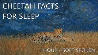 Cheetah Facts for Sleep | Learn as You Drift Off