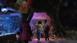 Controversy as Chinese aquarium paints family names onto fish to attract tourists