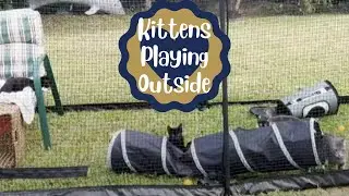 Kittens Playing in Catnets Enclosure - Storm, Lulu, Raven, Batgirl and Sootie