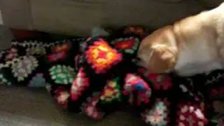 Hoarders - Dog Edition