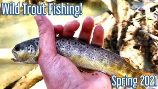 Fishing The Mini Magnet In TIGHT Cover For Wild Brown Trout (Fish and Rescue)