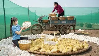 REWIND TIMELAPSE -- 266 Days Harvest A Lot Of Ducks Eggs and go to sell at the market | Luna Harvest